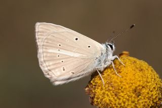 okgzl Anadolu Beyaz (Polyommatus menalcas)