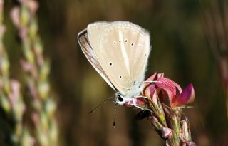 okgzl Anadolu Beyaz (Polyommatus menalcas)