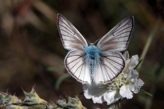 Anadolu Melikesi&nbsp;(Melanargia&nbsp;larissa)