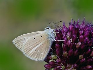 okgzl Anadolu Beyaz (Polyommatus menalcas)