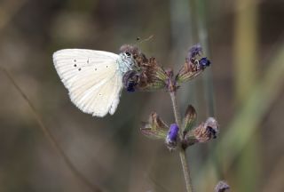 okgzl Anadolu Beyaz (Polyommatus menalcas)