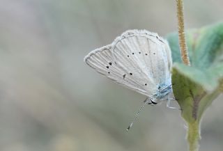 okgzl Anadolu Beyaz (Polyommatus menalcas)