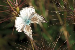 okgzl Anadolu Beyaz (Polyommatus menalcas)