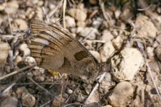 Cad�&nbsp;(Chazara&nbsp;briseis)
