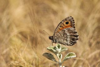 Seyit&nbsp;(Arethusana&nbsp;arethusa)