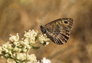 Seyit (Arethusana arethusa)
