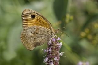 �ay�r Esmeri&nbsp;(Maniola&nbsp;jurtina)