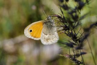 K���k Z�pz�p Perisi&nbsp;(Coenonympha&nbsp;pamphilus)