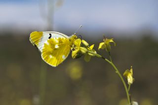 Zegris (Zegris eupheme)