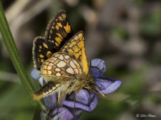 Sar Benekli Zpzp (Carterocephalus palaemon)