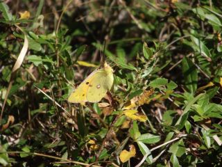 Sar Azamet (Colias croceus)