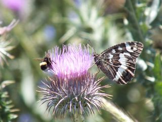 Kara Murat (Brintesia  circe)