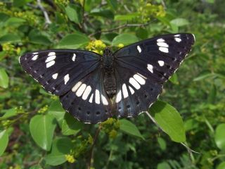 Akdeniz Hanmeli Kelebei (Limenitis reducta)