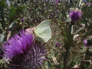 Orakkanat (Gonepteryx rhamni)