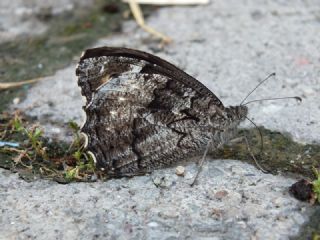 Byk Karamelek (Hipparchia syriaca)
