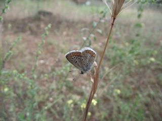 okgzl Esmer (Aricia agestis)