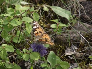 Diken Kelebei (Vanessa cardui)