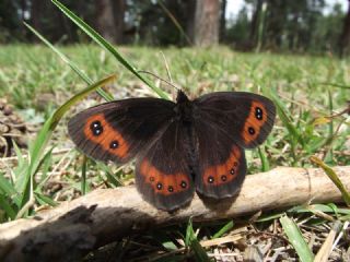 sko Gzelesmeri (Erebia aethiops)