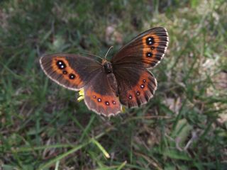 sko Gzelesmeri (Erebia aethiops)