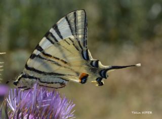 Erik Krlangkuyruk (Iphiclides podalirius)