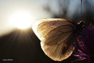 Al Beyaz (Aporia crataegi)