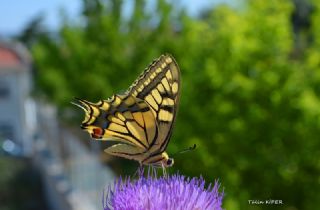 Krlangkuyruk (Papilio machaon)