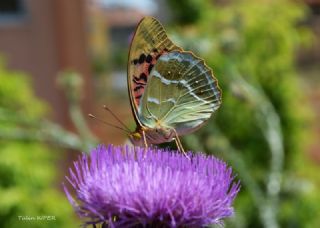 Bahadr (Argynnis pandora)