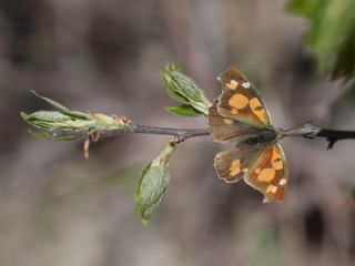 itlembik Kelebei (Libythea celtis)