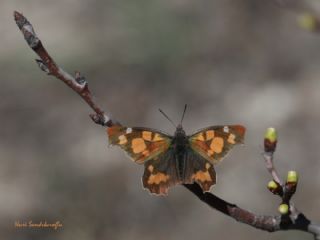 itlembik Kelebei (Libythea celtis)