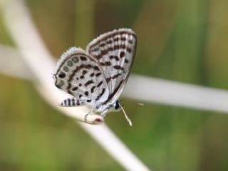 Balkan Kaplan (Tarucus balkanicus)