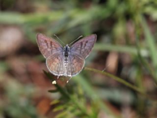 Balkan Kaplan (Tarucus balkanicus)