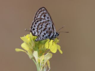 Balkan Kaplan (Tarucus balkanicus)