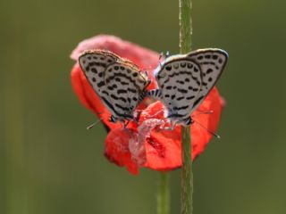 Balkan Kaplan (Tarucus balkanicus)
