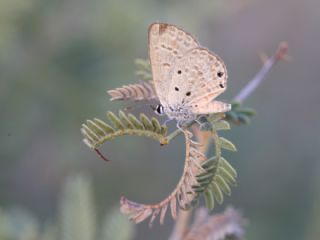 Akdeniz Mcevher Kelebei (Chilades galba)