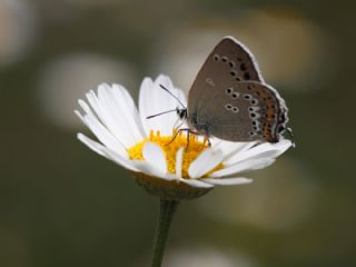 K���k Benekli Sevbeni&nbsp;(Satyrium&nbsp;ledereri )