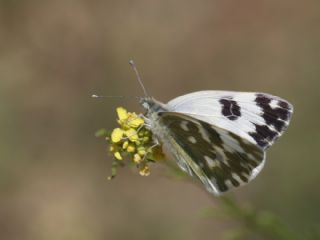 Yeni Beneklimelek (Pontia edusa)