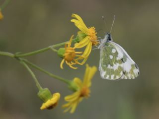 Yeni Beneklimelek (Pontia edusa)