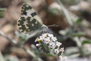 Yeni Beneklimelek (Pontia edusa)