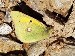 Sar Azamet (Colias croceus)