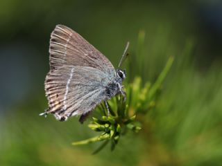 G�zel Sevbeni&nbsp;(Satyrium&nbsp;spini)