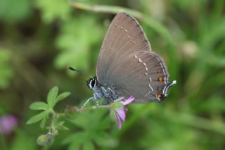 Byk Sevbeni (Satyrium ilicis)
