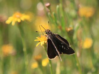 Beyaz �illi Kara Z�pz�p&nbsp;(Pelopidas &nbsp;thrax)