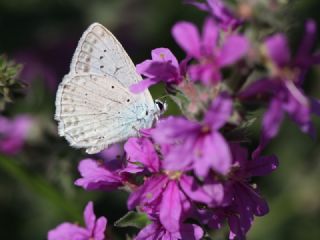 okgzl Dafnis (Polyommatus daphnis)