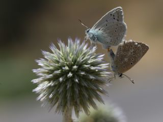 okgzl Dafnis (Polyommatus daphnis)