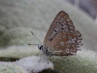 okgzl Dafnis (Polyommatus daphnis)