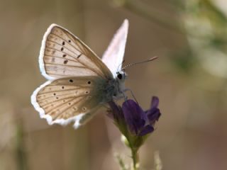 �okg�zl� Dafnis&nbsp;(Polyommatus&nbsp;daphnis)