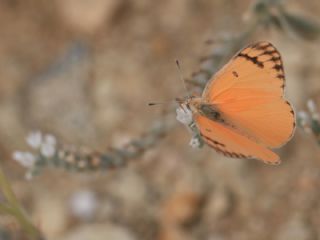 Mezopotamya Kolotisi (Colotis fausta)