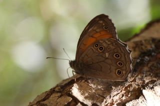 A�a� Esmeri&nbsp;(Kirinia&nbsp;roxelana)
