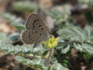 Karsandra (Zizeeria karsandra)