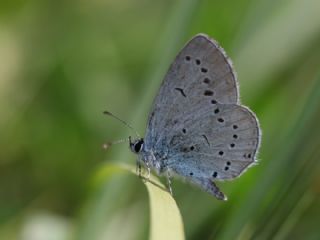 Fransz Everesi (Cupido alcetas)